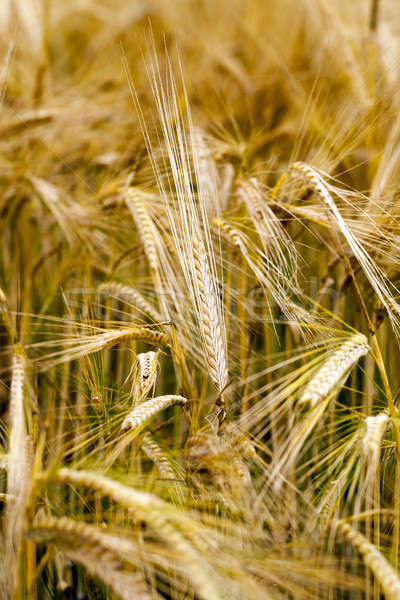 Stock photo: ripened cereals  