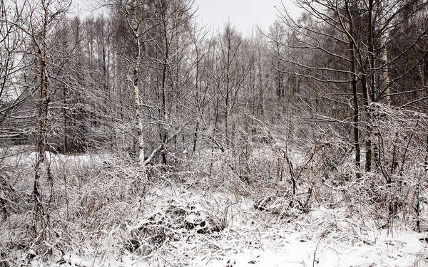winter forest   Stock photo © avq