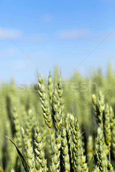 immature grass sky Stock photo © avq