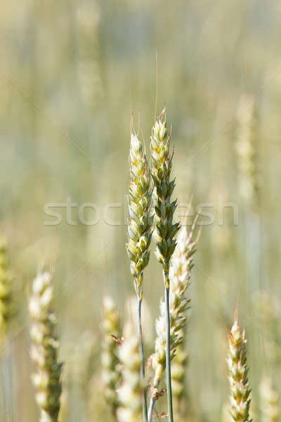 wheat ears   Stock photo © avq