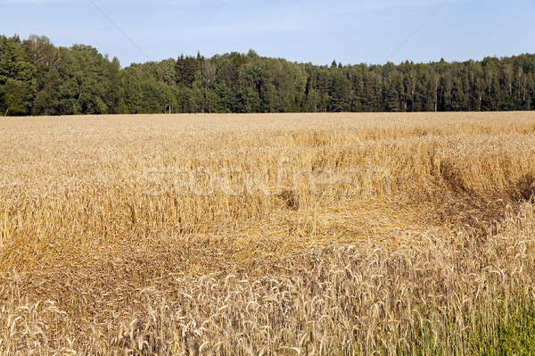 Mezőgazdasági mező tájkép nyár szín mezőgazdaság Stock fotó © avq