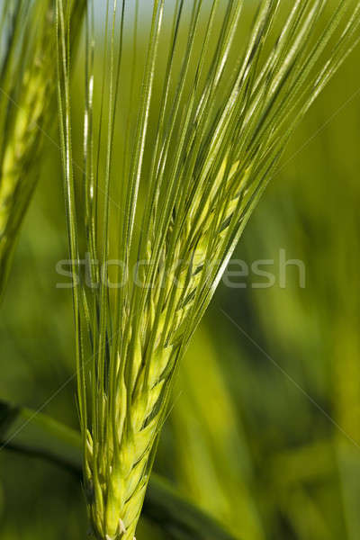 злаки уха зерновых весны области Сток-фото © avq