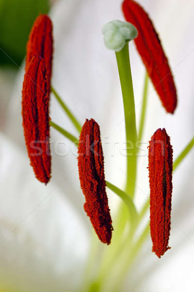 lily flower  Stock photo © avq