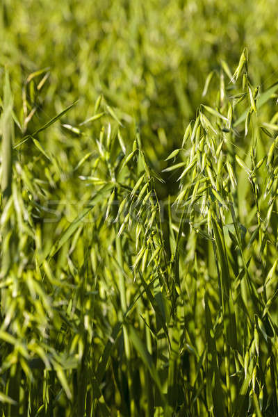 Stock photo: ear in a field of oats  