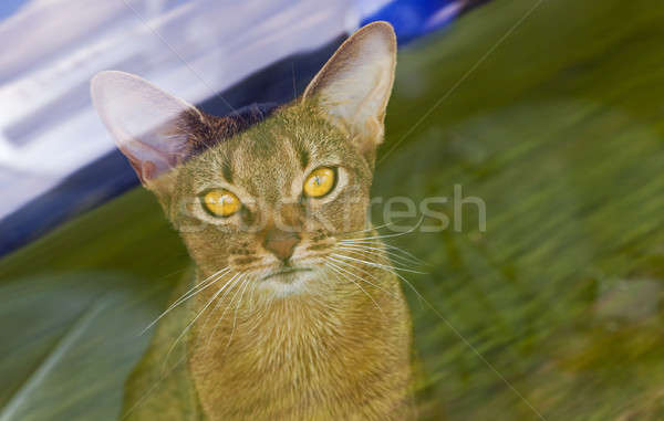 Abyssinian cat   Stock photo © avq