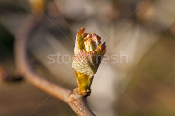 Stockfoto: Druiven · spruit · eerste · bladeren · gegroeid · voorjaar