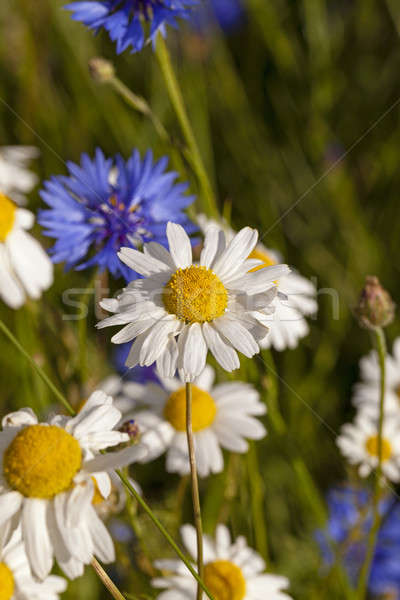 Foto stock: Flores · branco · família · grama · natureza