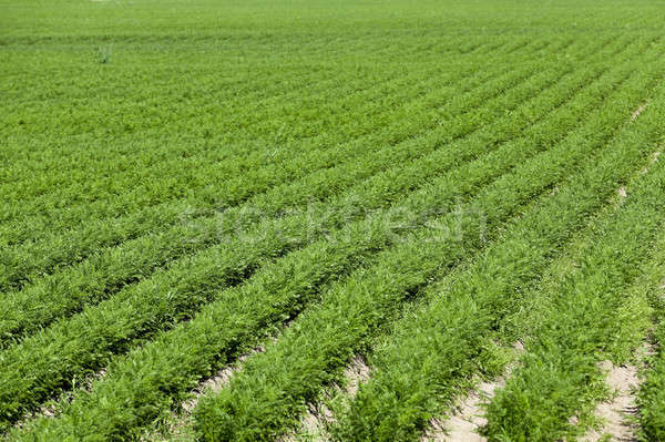 Field with carrot Stock photo © avq