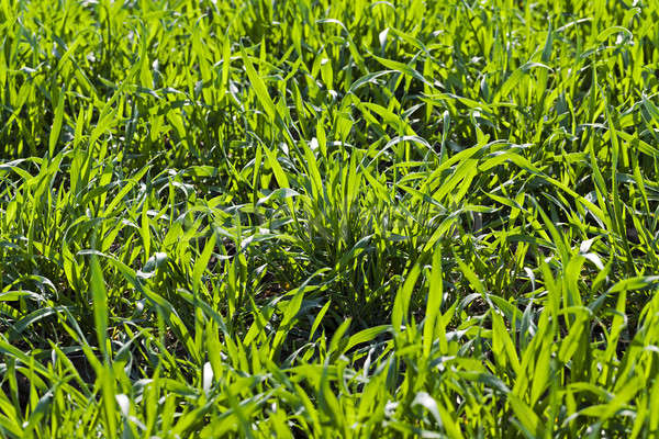 ripe wheat   Stock photo © avq