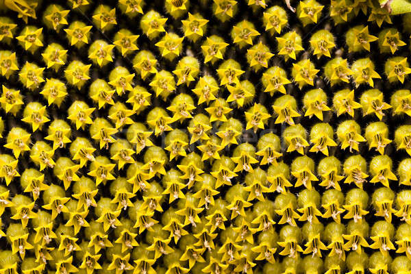 sunflower   Stock photo © avq