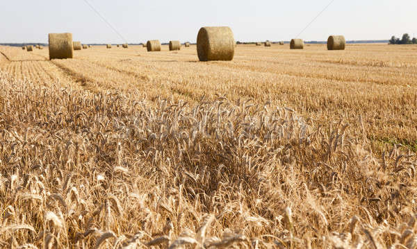 agricultural field   Stock photo © avq