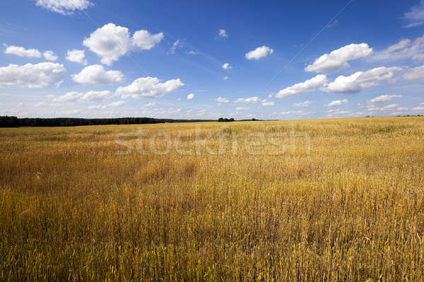 unripe cereals   Stock photo © avq