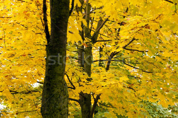 yellow leaves   Stock photo © avq