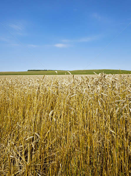 Foto stock: Agrícola · campo · maduro · trigo · comida · sol