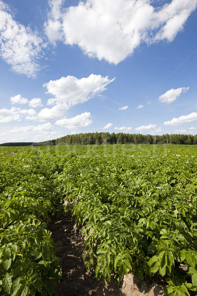 Stok fotoğraf: Patates · alan · tarım · büyümek · yukarı · patates