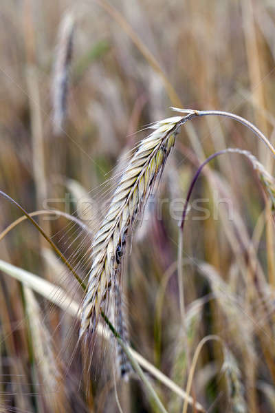 Foto stock: Centeno · orejas · maduro · tiro · naturaleza