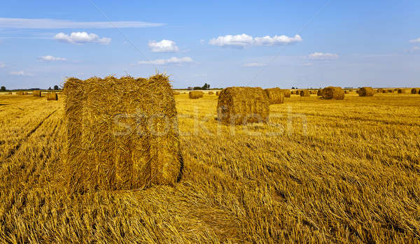 Agrarisch veld groeien omhoog oogst tarwe Stockfoto © avq