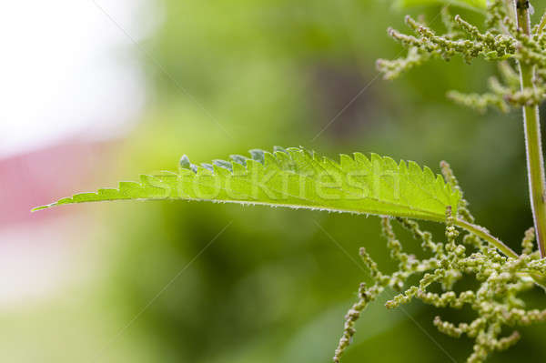 nettle plant   Stock photo © avq
