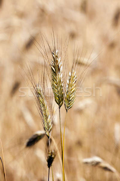ストックフォト: コーンフレーク · 耳 · 夏 · 小麦 · トウモロコシ
