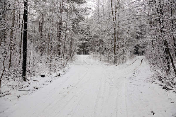 the winter road   Stock photo © avq