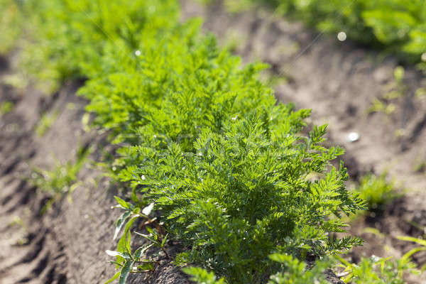 Field with carrot Stock photo © avq