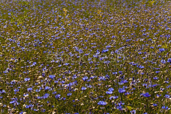cornflowers   Stock photo © avq