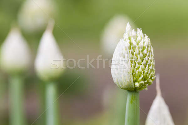 seed  onion  Stock photo © avq