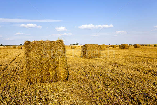 Stock photo: agricultural field  