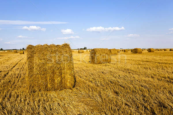 agricultural field   Stock photo © avq