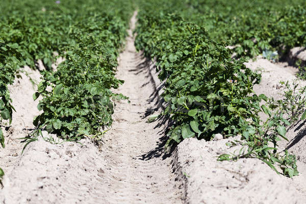 Stockfoto: Veld · aardappel · agrarisch · groene · voedsel