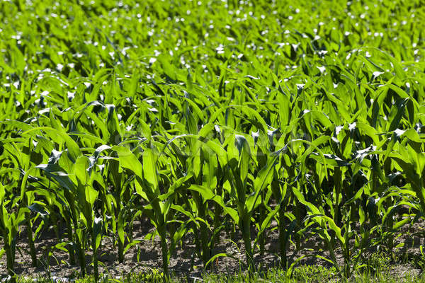 Green corn field Stock photo © avq