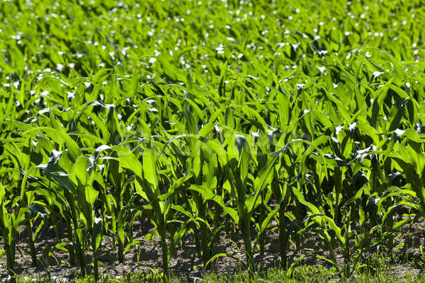 Foto stock: Verde · maíz · campo · agrícola · crecer · inmaduro