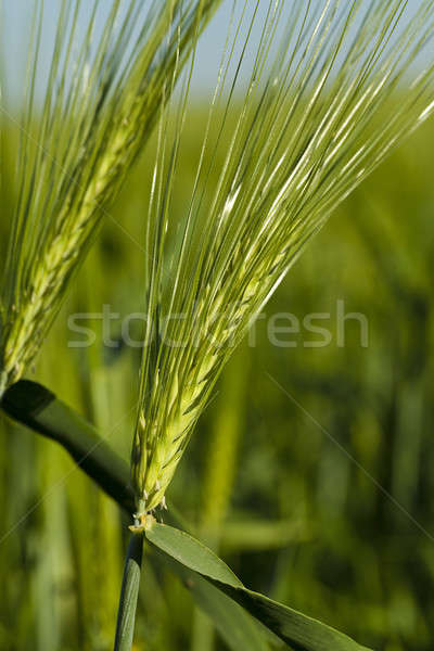 cereals . close up  Stock photo © avq