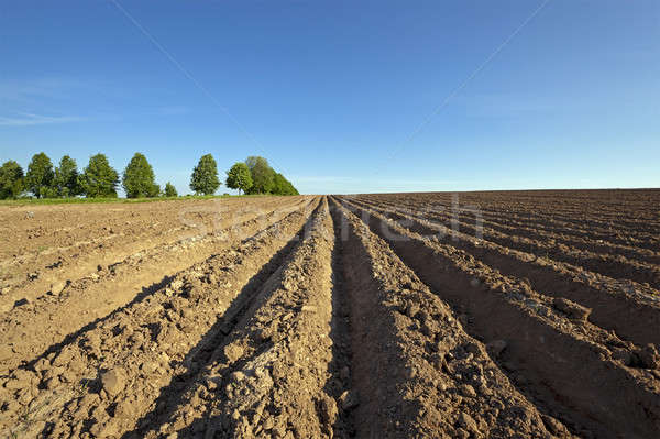 plowed field  Stock photo © avq