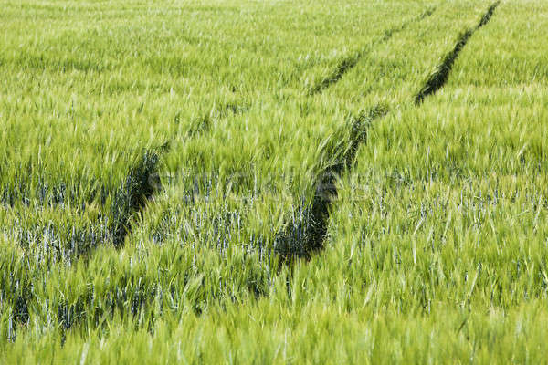 agricultural field   Stock photo © avq