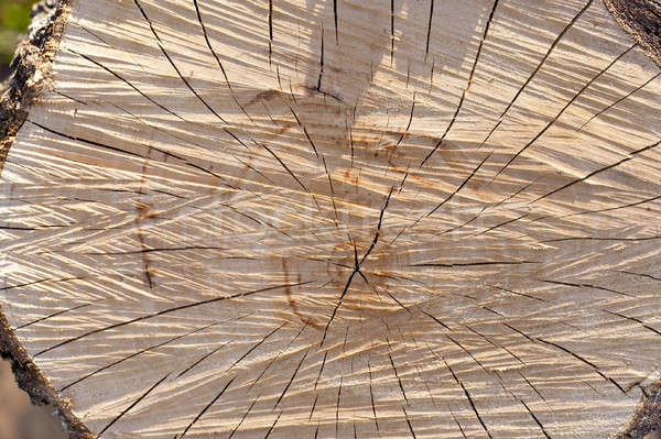 Stock photo: the sawn tree  
