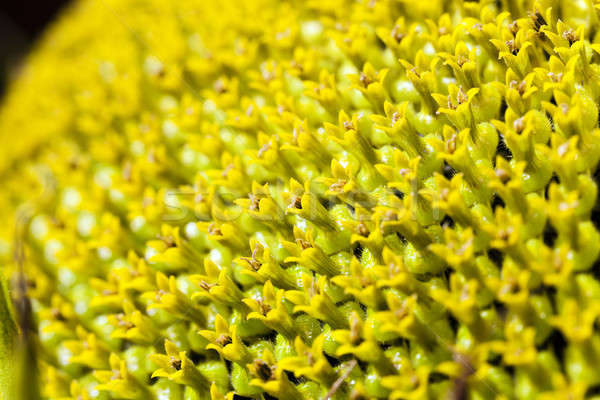 Girasol flor pequeño flores naturaleza Foto stock © avq