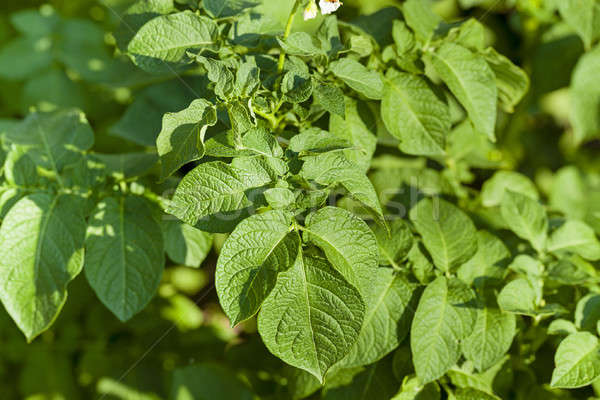 Bladeren zomer groene plant Stockfoto © avq