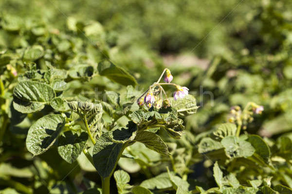 green leaves of potato Stock photo © avq