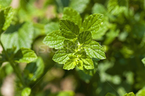 Folhas verde de tiro primavera Foto stock © avq