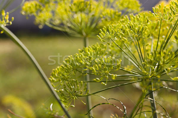 inflorescence dill Horticultural   Stock photo © avq