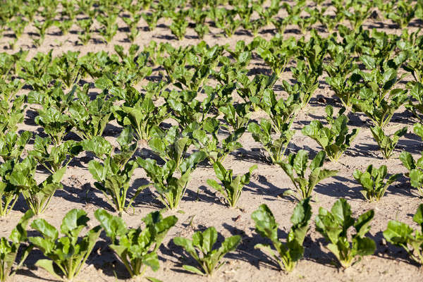 field with beetroot Stock photo © avq