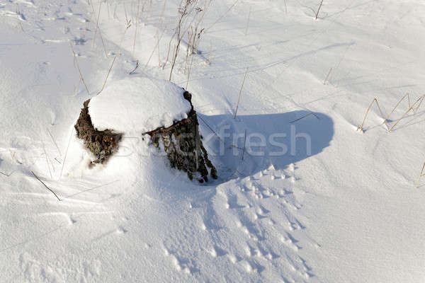 stump under snow   Stock photo © avq