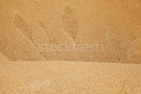 wheat grains   Stock photo © avq