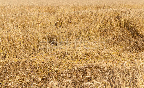 Cereali maturo oro impianto agricoltura Foto d'archivio © avq
