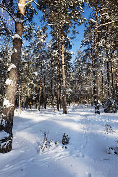 winter trees   Stock photo © avq