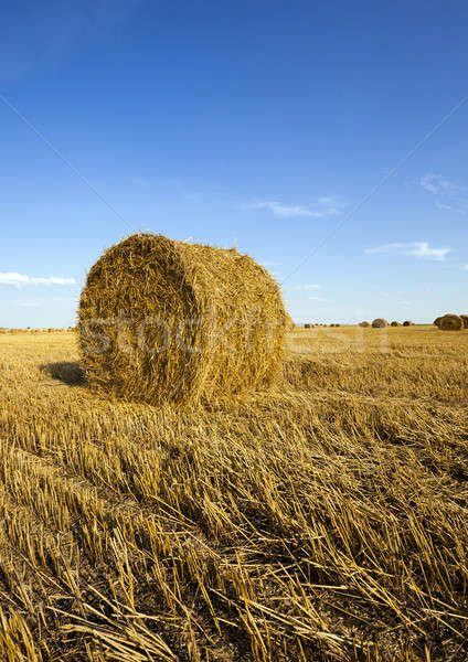 Zdjęcia stock: Rolniczy · dziedzinie · rosną · w · górę · zbiorów · pszenicy