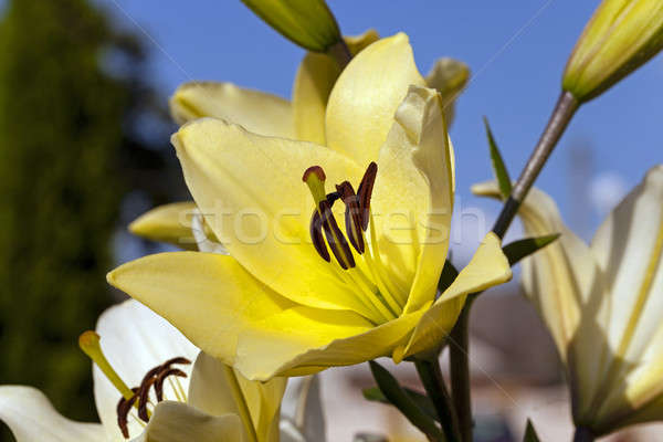 Yellow lily flower   Stock photo © avq