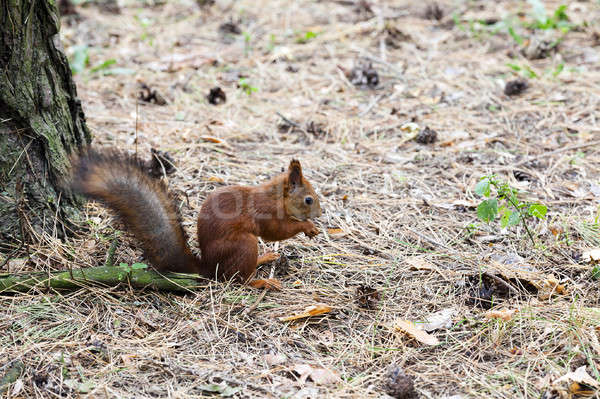 écureuil rouge arbre été parc animaux Photo stock © avq