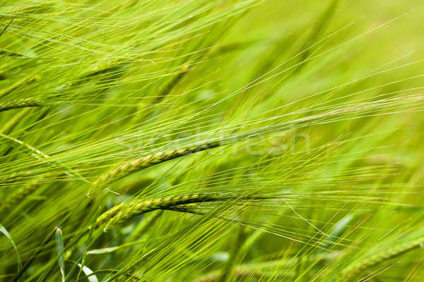 green wheat   Stock photo © avq